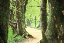 이미지포털 아이클릭아트 무제한 이미지소스 X 아이클릭아트