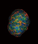 100 µL UBE1 Isoform A/B Antibody from Thermo Fisher Scientific, Inc.