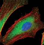 100 µL SHIP2 Antibody from Thermo Fisher Scientific, Inc.