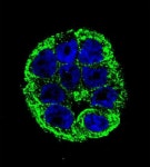 100 µl OTUB1 Antibody 0.5 mg/ml from Thermo Fisher Scientific, Inc.