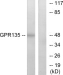25 µg RXFP3 Antibody 1 mg/ml from Thermo Fisher Scientific, Inc.