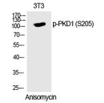 10 blots BID p15 Antibody - #44433G from Thermo Fisher Scientific, Inc.