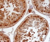 50 ug RXFP4 Antibody 1 mg/ml - #PA534179 from Thermo Fisher Scientific, Inc.