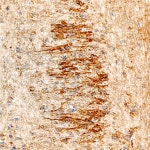 100 µl NELL2 Antibody 1 mg/ml from Thermo Fisher Scientific, Inc.