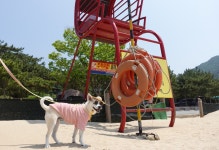 소통참여 > 시정뉴스 > 새소식 > 새소식 > 반려동물 해수욕장, < 거제 댕수욕장 > 개장 안내 | 거제시청