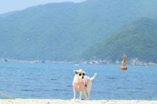 소통참여 > 시정뉴스 > 새소식 > 새소식 > 반려동물 해수욕장, < 거제 댕수욕장 > 개장 안내 | 거제시청