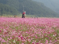 소통참여 > 거제미디어 > 보도자료 > 둔덕 청마 꽃들 가을개장, 청마꽃들에 靑馬가 산다.. | 거제시청