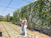 소통참여 > 거제미디어 > 보도자료 > 거제시농업개발원 왕찔레나무 개화준비 완료 | 거제시청