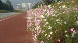 면동 > 아주동 > 열린마당 > 공지사항 > 아주천 코스모스 | 거제시청