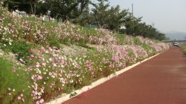 면동 > 아주동 > 열린마당 > 공지사항 > 아주천 코스모스 | 거제시청