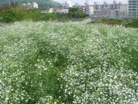 면동 > 장평동 > 열린마당 > 마을 이모저모 | 거제시청