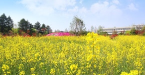 전주 이야기 > 지금 전주 | [2022.05] 전주대학교 스타정원 글보기 비짓전주