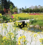 전주 이야기 > 지금 전주 | [2022.05] 전주대학교 스타정원 글보기 비짓전주