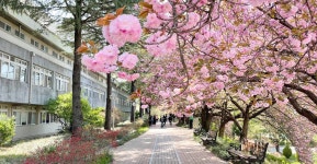 전주 이야기 > 지금 전주 | [2022.05] 전주대학교 스타정원 글보기 비짓전주