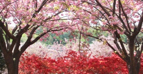 전주 이야기 > 지금 전주 | [2022.05] 완산꽃동산 글보기 비짓전주