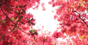 전주 이야기 > 지금 전주 | [2022.05] 완산꽃동산 글보기 비짓전주