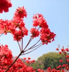 전주 이야기 > 지금 전주 | [2022.05] 완산꽃동산 글보기 비짓전주