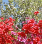 전주 이야기 > 지금 전주 | [2022.05] 완산꽃동산 글보기 비짓전주