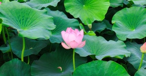 전주 이야기 > 지금 전주 | [2023.07] 덕진공원 연꽃 군락지 글보기 비짓전주