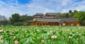 전주 이야기 > 지금 전주 | [2023.07] 덕진공원 연꽃 군락지 글보기 비짓전주