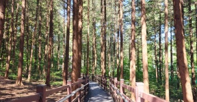 전주 나들이 > 지금 전주는 | [2024.08] 건지산 편백나무숲 글보기 비짓전주