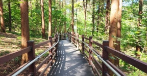 전주 나들이 > 지금 전주는 | [2024.08] 건지산 편백나무숲 글보기 비짓전주