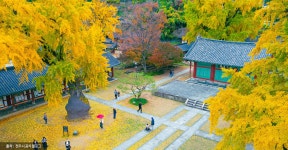 전주 나들이 > 지금 전주는 | [2024.11] 가을 황금빛 전주향교 글보기 비짓전주