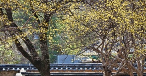 전주 나들이 > 지금 전주는 | [2025.03] 봄을 맞이한 전주한옥마을 글보기 비짓전주