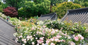 전주 나들이 > 지금 전주는 | [2025.06] 전주수목원 장미원 글보기 비짓전주