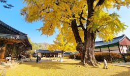 전주 나들이 > 주요명소 > 역사·전통 | 전주향교 글보기 비짓전주