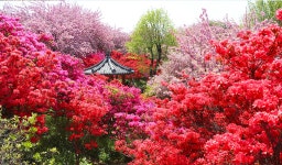전주 나들이 > 주요명소 > 자연·생태 | 완산꽃동산(완산칠봉꽃동산) 글보기 비짓전주