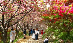 전주 나들이 > 주요명소 > 자연·생태 | 완산꽃동산(완산칠봉꽃동산) 글보기 비짓전주