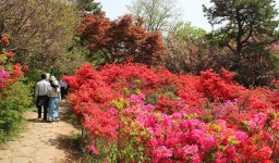 전주 나들이 > 주요명소 > 자연·생태 | 완산꽃동산(완산칠봉꽃동산) 글보기 비짓전주