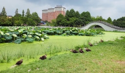 전주 나들이 > 주요명소 > 자연·생태 | 덕진공원 글보기 비짓전주