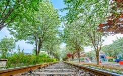 전주 나들이 > 주요명소 > 주요관광지 | 팔복동 이팝나무 철길 글보기 비짓전주