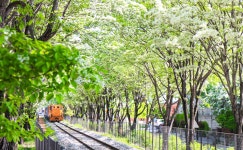 전주 나들이 > 주요명소 > 주요관광지 | 팔복동 이팝나무 철길 글보기 비짓전주