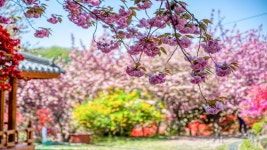 전주 이야기 > 여행갤러리 | 완산칠봉 꽃동산 글보기 비짓전주