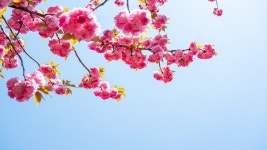 전주 이야기 > 여행갤러리 | 완산칠봉 꽃동산 글보기 비짓전주