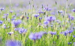 전주 이야기 > 지금 전주