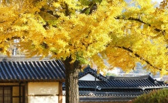 전주 이야기 > 지금 전주