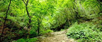 生態探訪 | 태백관광(일문) > 観光名所 > 生態探訪