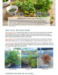 농업기술>농업기술정보>농업기술센터 약용작물 천궁 재배기술