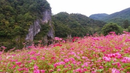 ■지원특가■ [강원도] 영월/제천 당일 버스어행, 동강붉은메밀축제/의림지/모산비행장