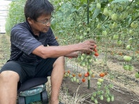 矢野ミニトマト農園のアルバイト・バイト求人情報｜【タウンワーク】でバイトやパートのお仕事探し 短時間... 