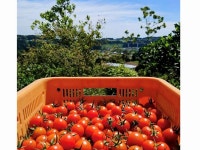 かわむら農園のアルバイト・バイト求人情報｜【タウンワーク】でバイトやパートのお仕事探し 　　　働きながら農業が学べます！... 