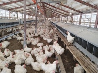 鹿児島くみあいチキンフーズ(株)　溝辺種鶏場のアルバイト・バイト求人情報｜【タウンワーク】でバイトやパートのお仕事探し