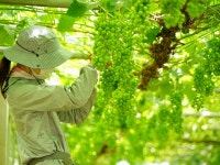 宮崎ぶどう園のアルバイト・バイト求人情報｜【タウンワーク】でバイトやパートのお仕事探し