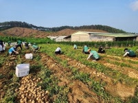 파주읍 남·녀 새마을회, 감자캐기 봉사…200박스 전달