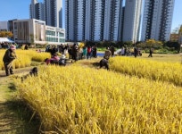도시농부 되어볼까? 시흥시 도시농업한마당 가을걷이 체험