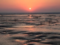 무안군 “갯벌낙지” 역사적 원조를 지키다!